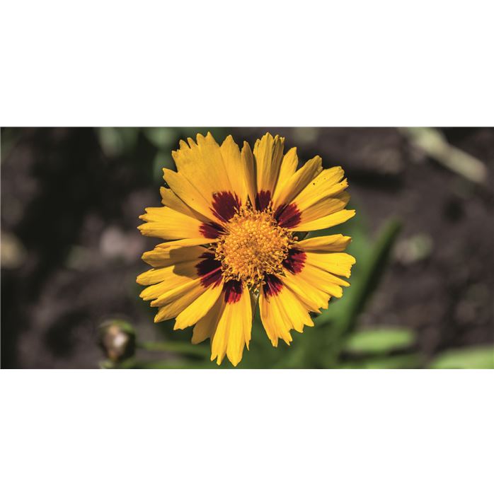 Zwergiges Mädchenauge 'Sterntaler'