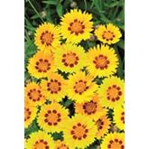 Zwergiges Mädchenauge 'Sterntaler'