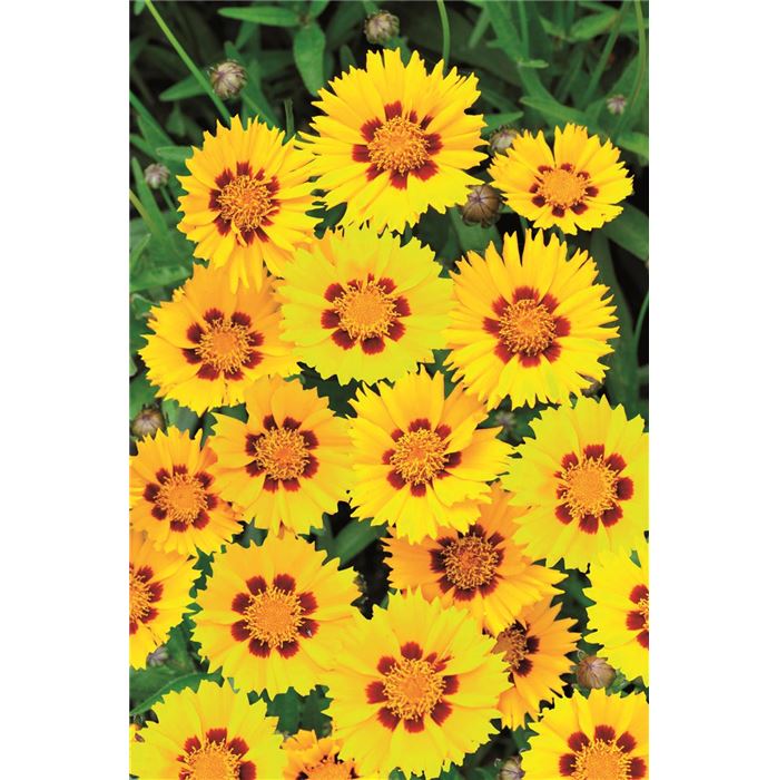 Zwergiges Mädchenauge 'Sterntaler'