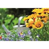 Zwergiges Mädchenauge 'Sterntaler'