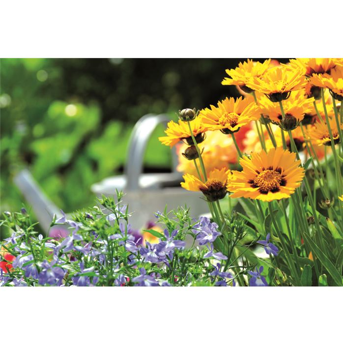 Zwergiges Mädchenauge 'Sterntaler'