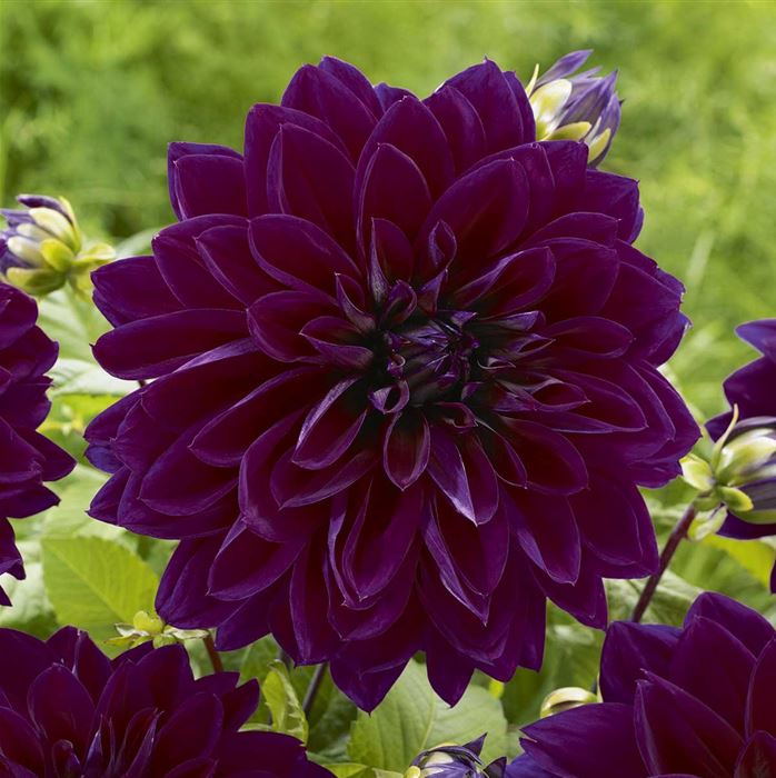 Großblumige Dahlie 'Thomas Edison'