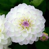 Ball-Dahlie 'Neva Ball' weiß