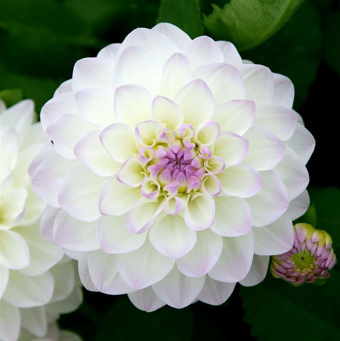 Ball-Dahlie 'Neva Ball' weiß