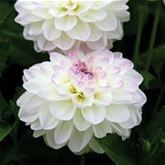 Ball-Dahlie 'Neva Ball' weiß