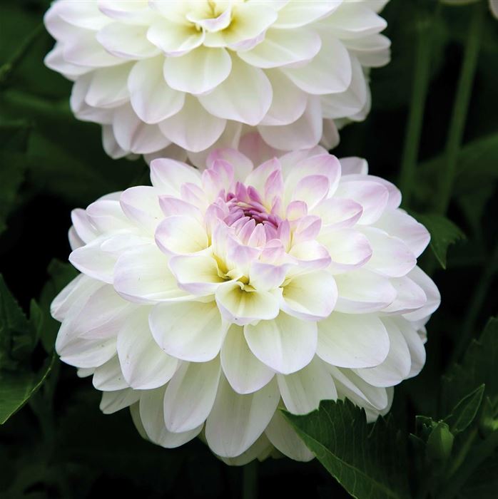 Ball-Dahlie 'Neva Ball' weiß