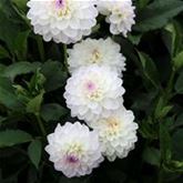 Ball-Dahlie 'Neva Ball' weiß