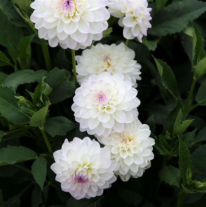 Ball-Dahlie 'Neva Ball' weiß