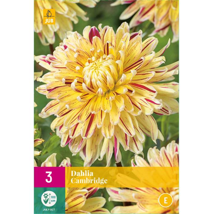 Dahlie 'Cambridge' XXL