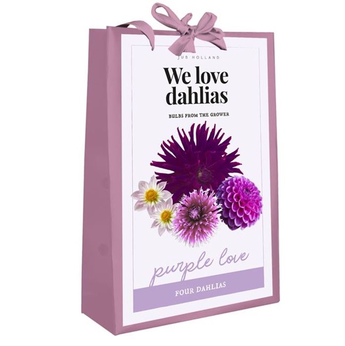 Dahlien-Paket 'Purple Love'