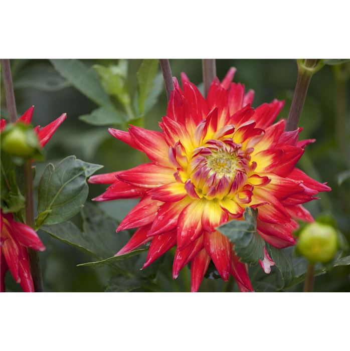 Kaktus-Dahlie 'Bora Bora'