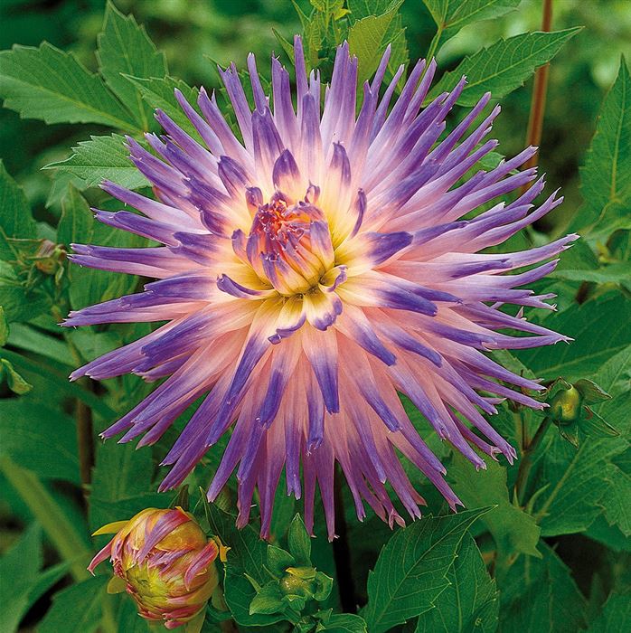 Kaktus-Dahlie 'Veritable'