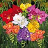 Gefüllte Freilandfreesien