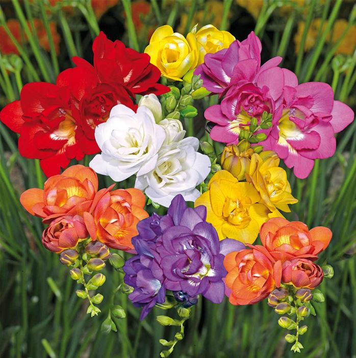 Gefüllte Freilandfreesien