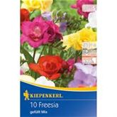 Gefüllte Freilandfreesien