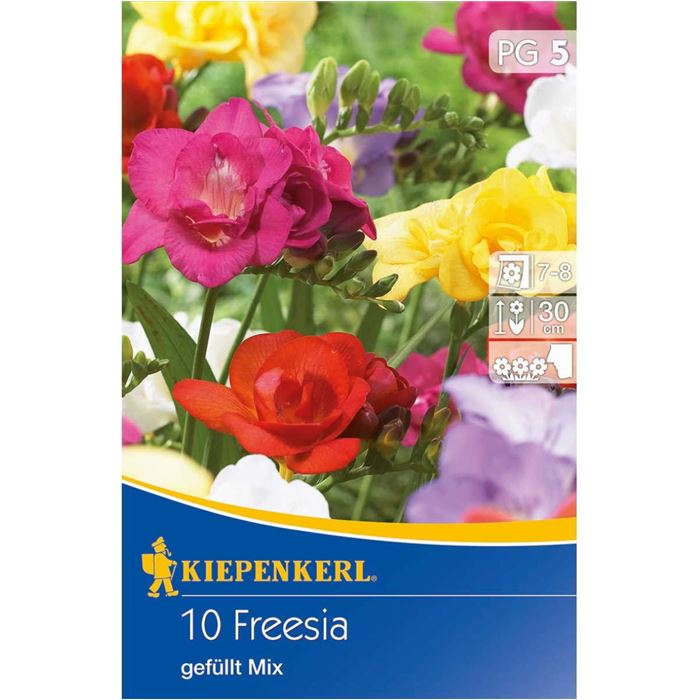 Gefüllte Freilandfreesien