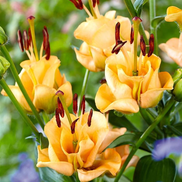 Asiatische Lilie 'Apricot Fudge'