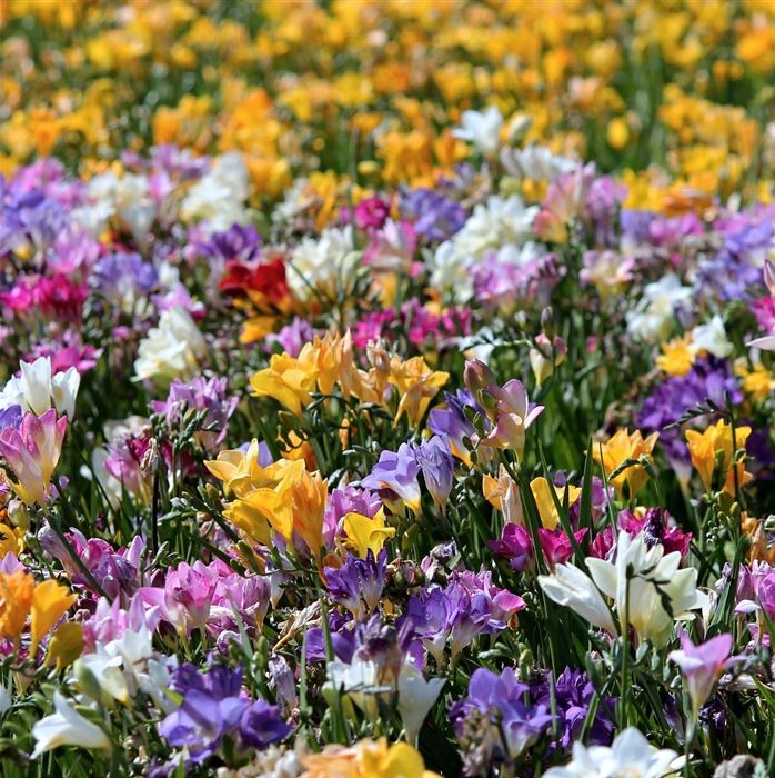 Freiland-Freesien einfache Mischung 