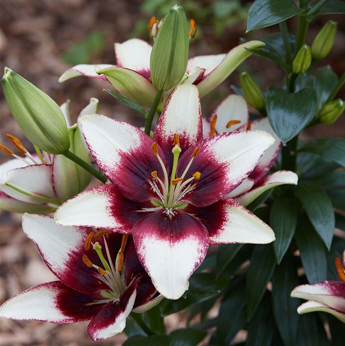 Asiatische Lilie 'Curitiba'