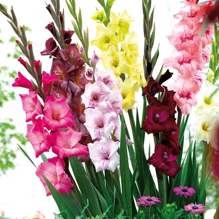 Gladiole 'Camara Mix'