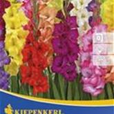 Gladiole 'Camara Mix'