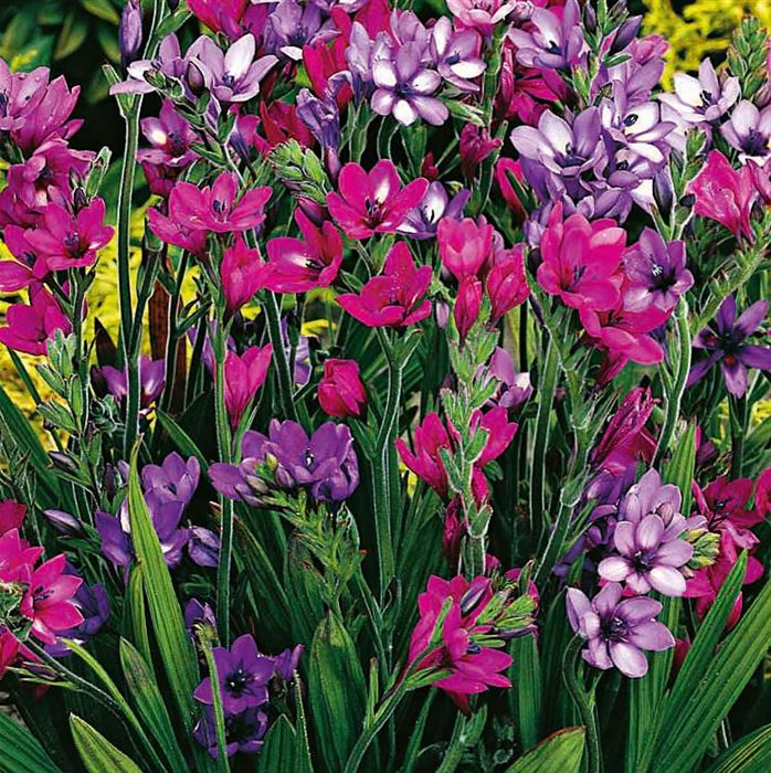 Babiana / Affenbrot-Blume 'Mix'