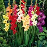 Butterfly-Gladiole-Mischung