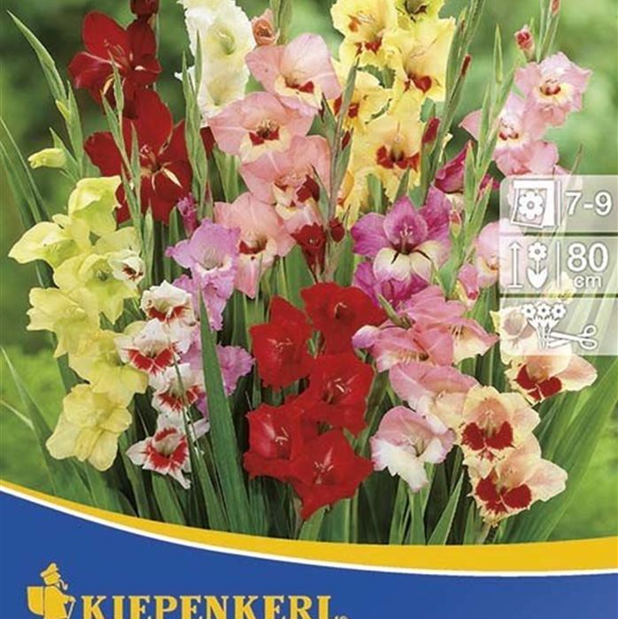 Butterfly-Gladiole-Mischung