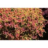 Buntnessel 'Copa® Cuba Libre'