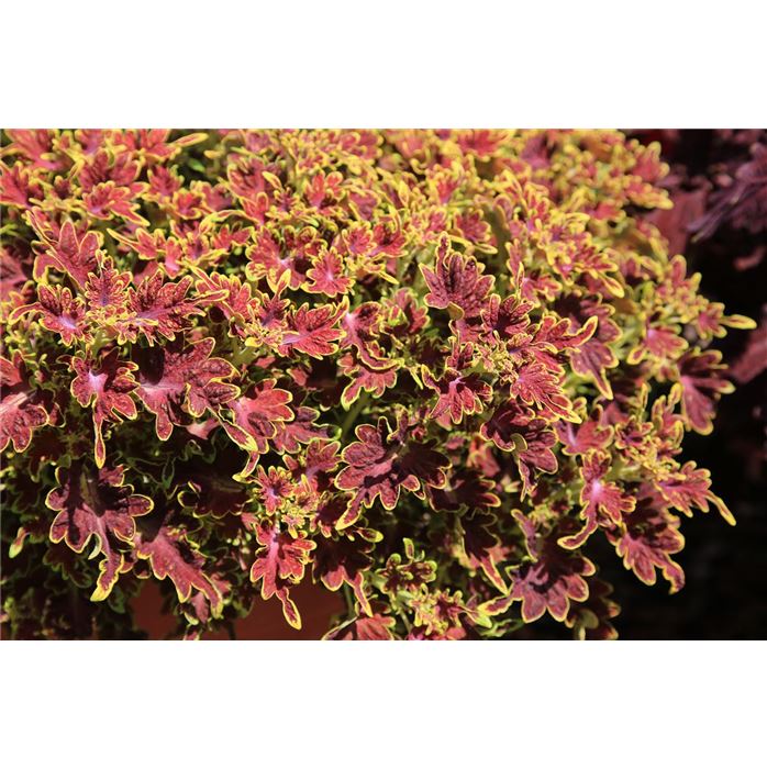 Buntnessel 'Copa® Cuba Libre'