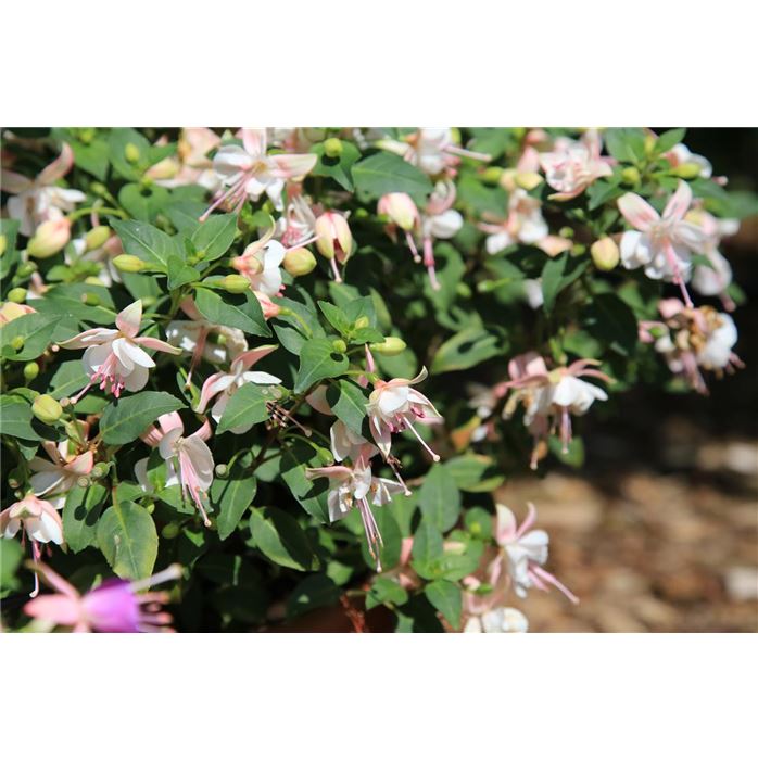 Feen-Fuchsie 'Polar'
