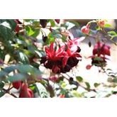 Hänge-Fuchsie 'Blacky'