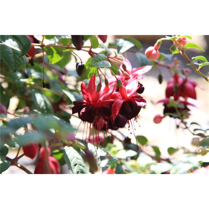 Hänge-Fuchsie 'Blacky'