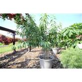 Mandel-Pflanze 'Nut Me® Almond'