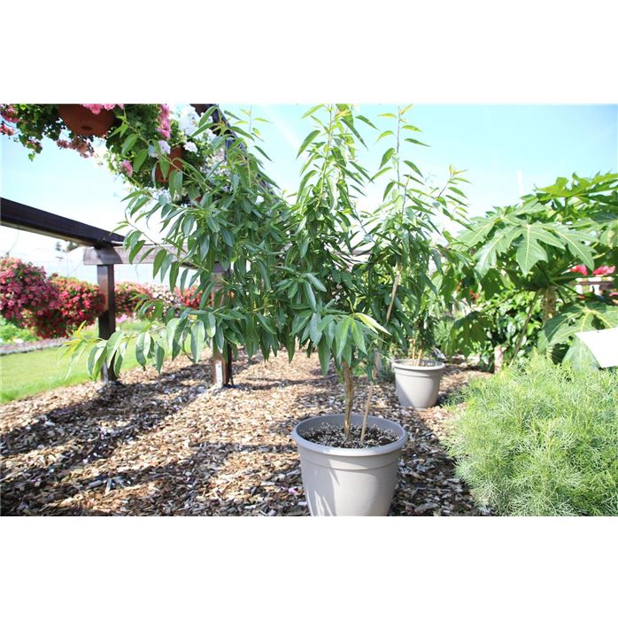 Mandel-Pflanze 'Nut Me® Almond'