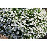 Zauberglöckchen 'Calita® Double Snow'