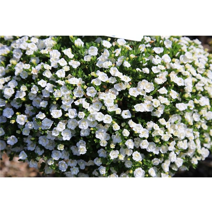 Zauberglöckchen 'Calita® Double Snow'