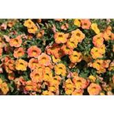 Zauberglöckchen 'Calita® Yellow Red Splash'