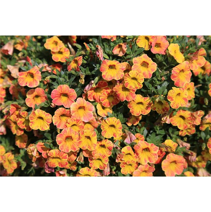 Zauberglöckchen 'Calita® Yellow Red Splash'