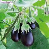 Balkon-Aubergine 'Diamond Purple' F1