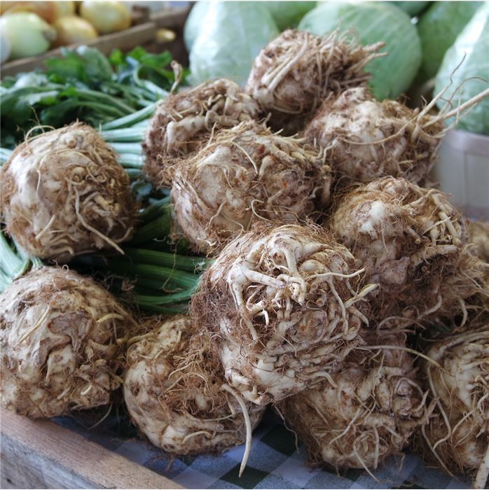 Knollensellerie 'Ruhm von Zwijndrecht'