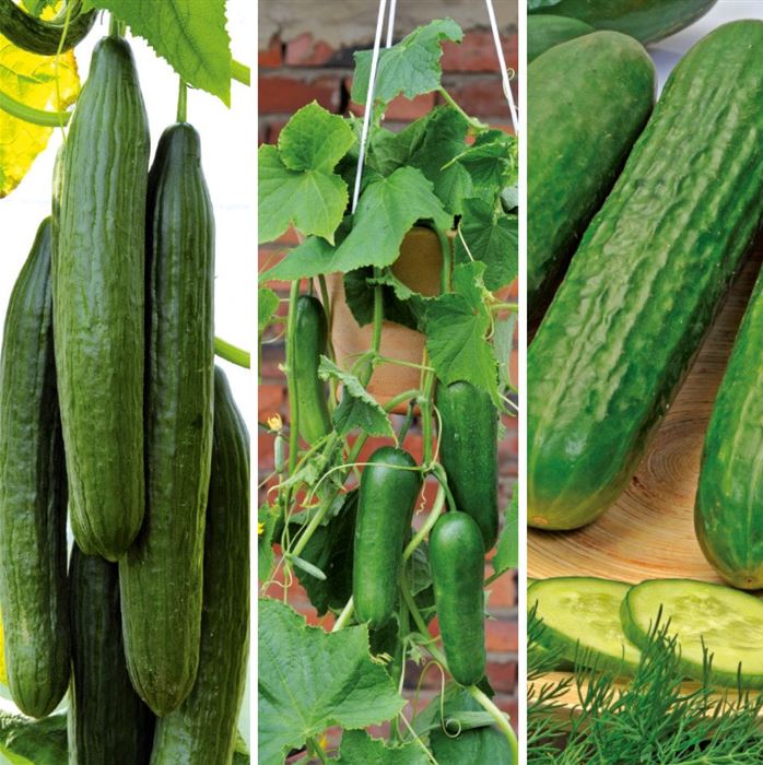 Gurkenpflanzen 'Easy Grow Set'