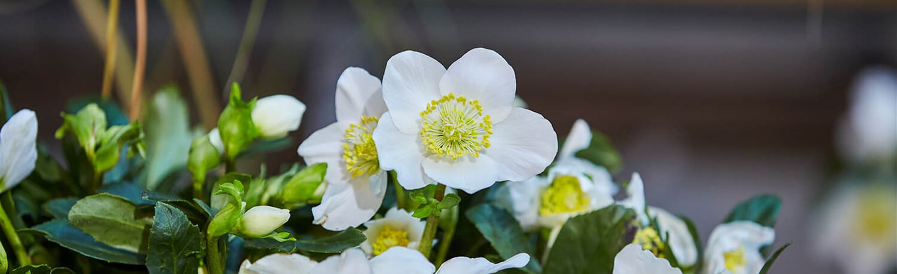 Christrosen-kaufen.jpg