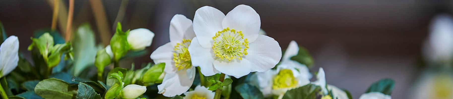Christrosen-kaufen.jpg