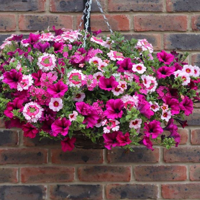 Blumenampel 'Himbeer-Sahne'