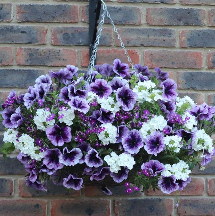 Blumenampel 'Palma Violet'