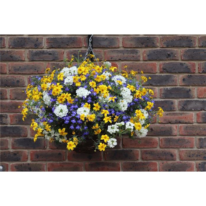 Blumenampel 'Sunny Sky'