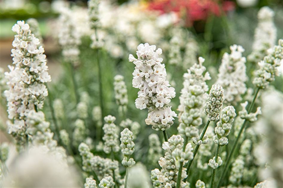 Lavendel Vienco - Volmary - Die Pflanzenprofis