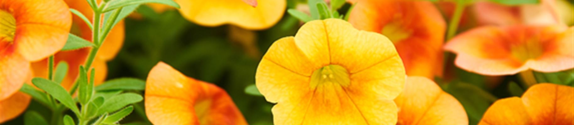 Sommerblumen.jpg