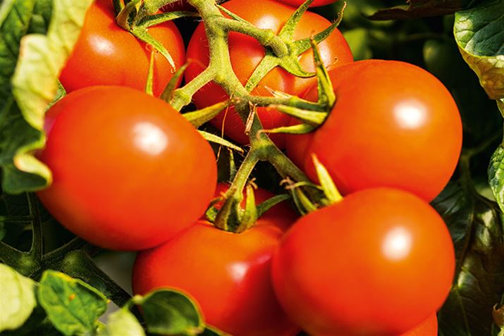 Tomate_Campos_Volmary.png